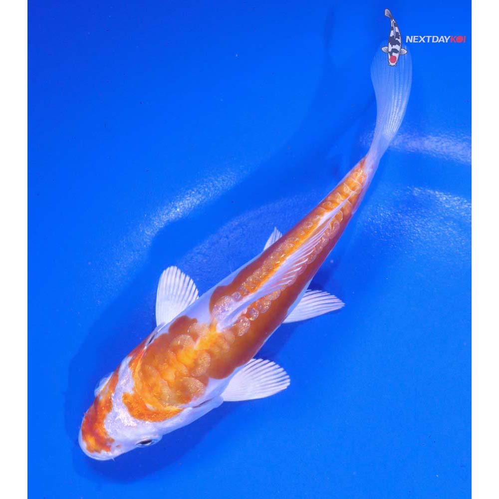 5” Imported Kikusui