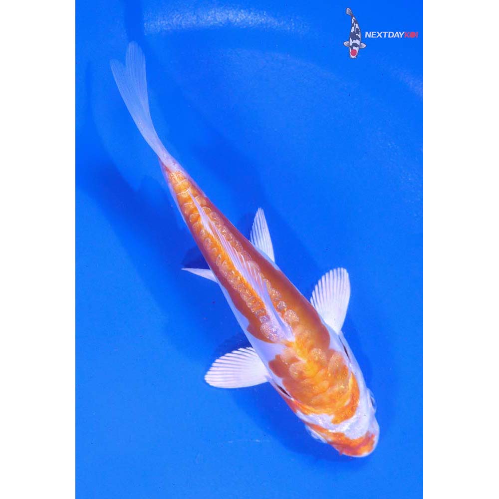 5” Imported Kikusui