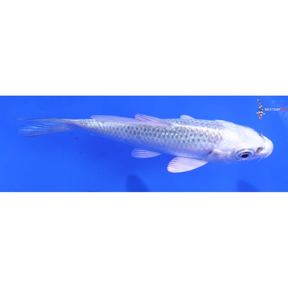 3” Imported Gin Matsuba