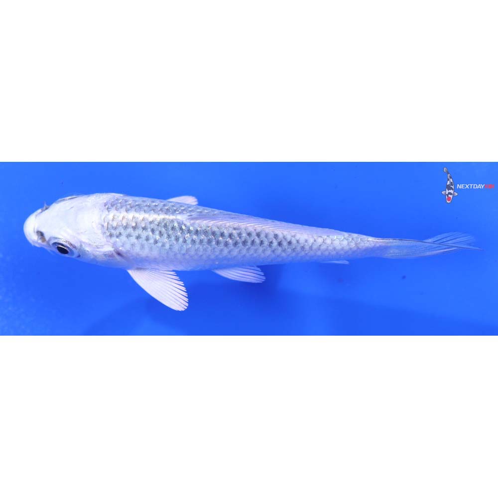 3” Imported Gin Matsuba