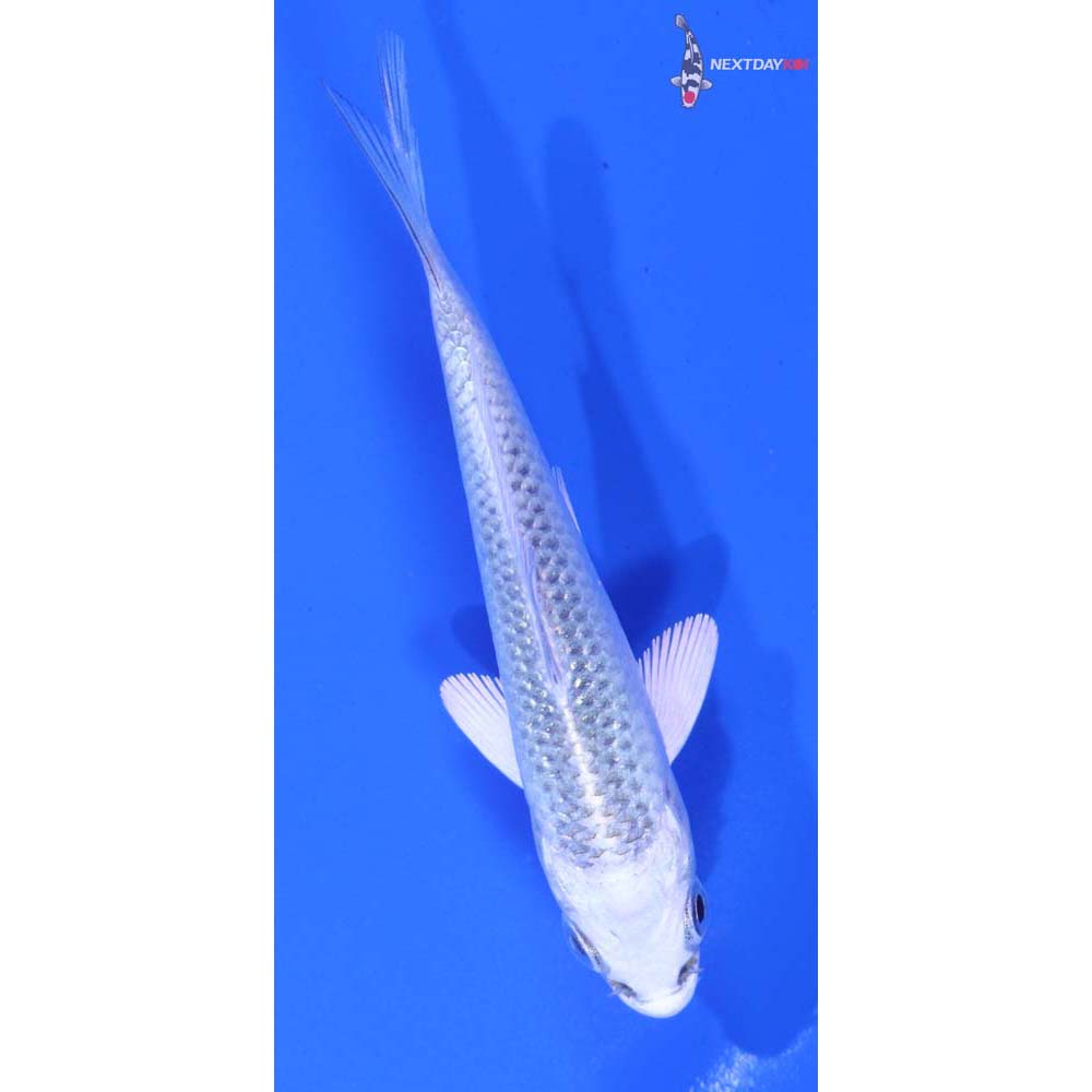 3” Imported Gin Matsuba