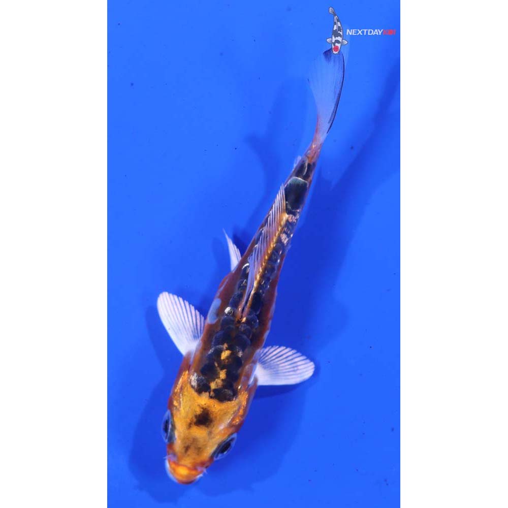 3.5” Imported Doitsu Orenji Matsuba