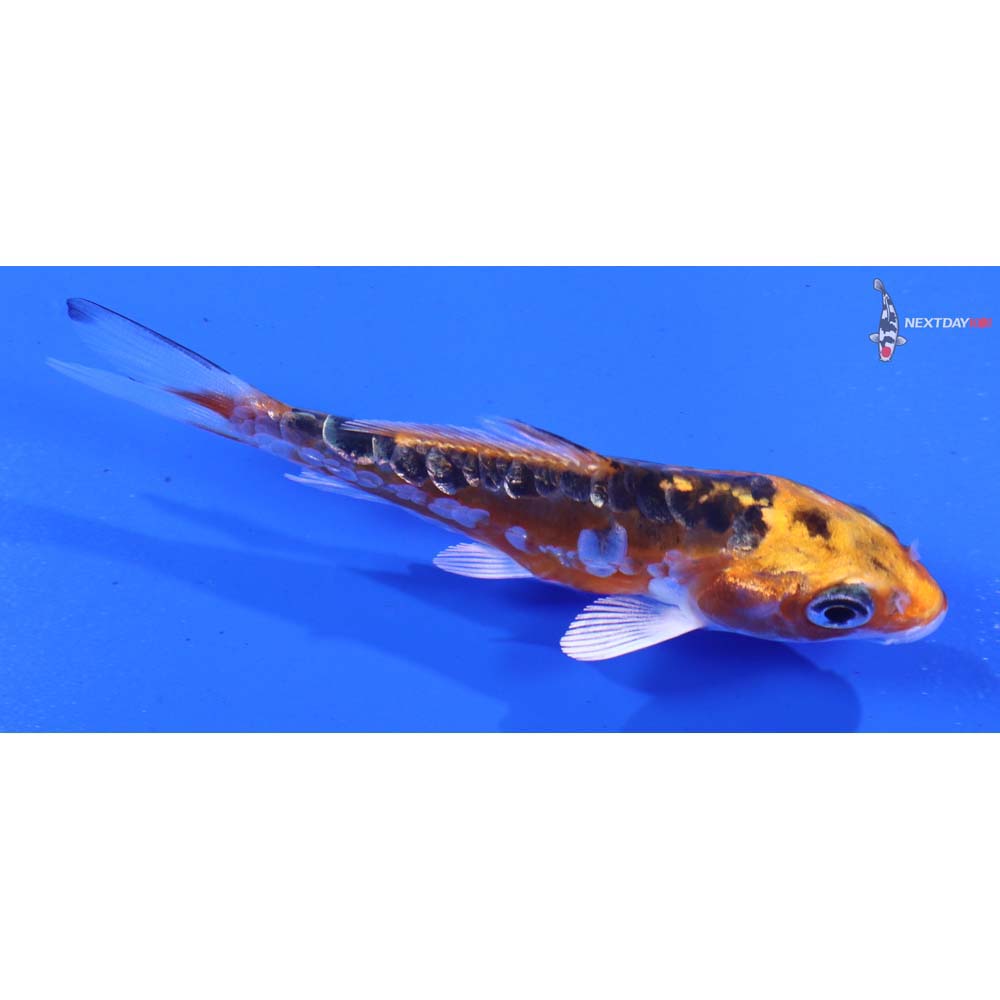 3.5” Imported Doitsu Orenji Matsuba