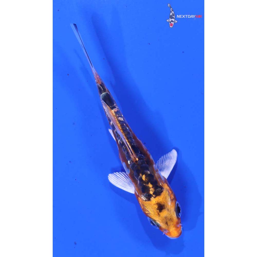 3.5” Imported Doitsu Orenji Matsuba