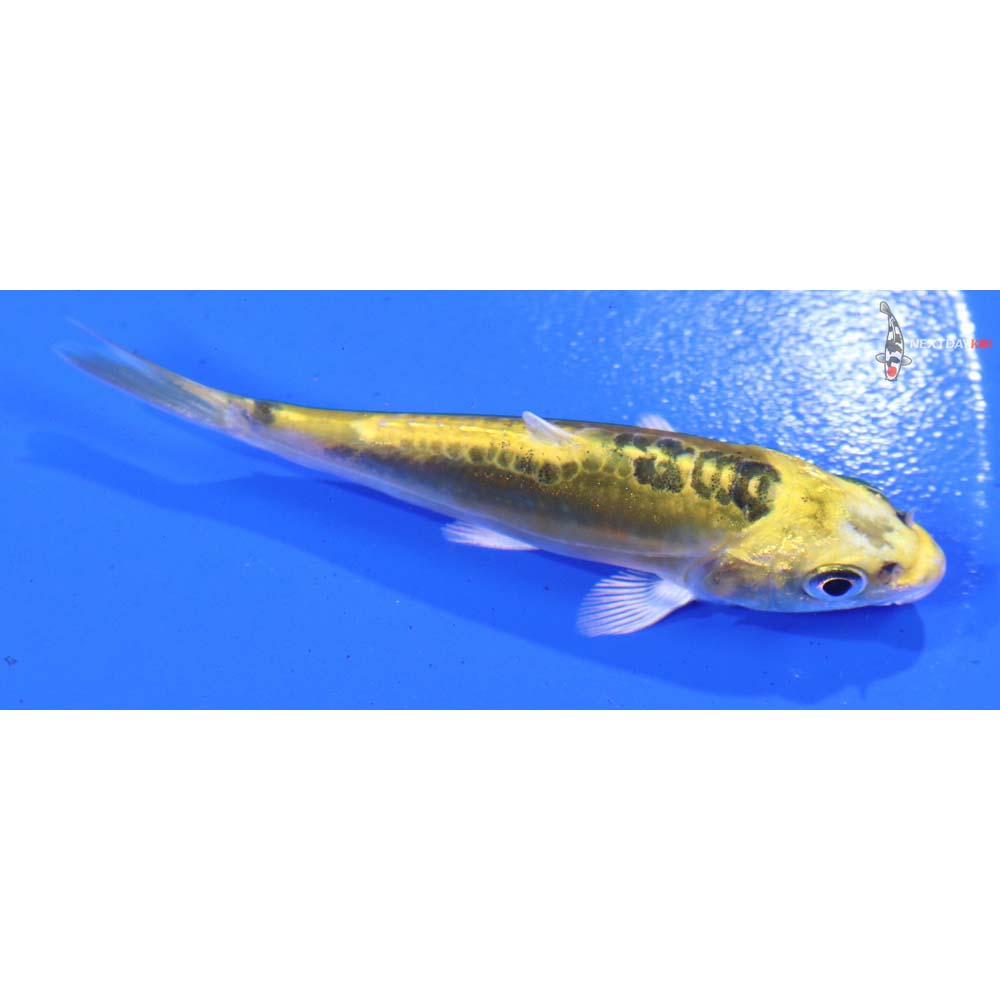 3.5” Imported Doitsu Kujaku