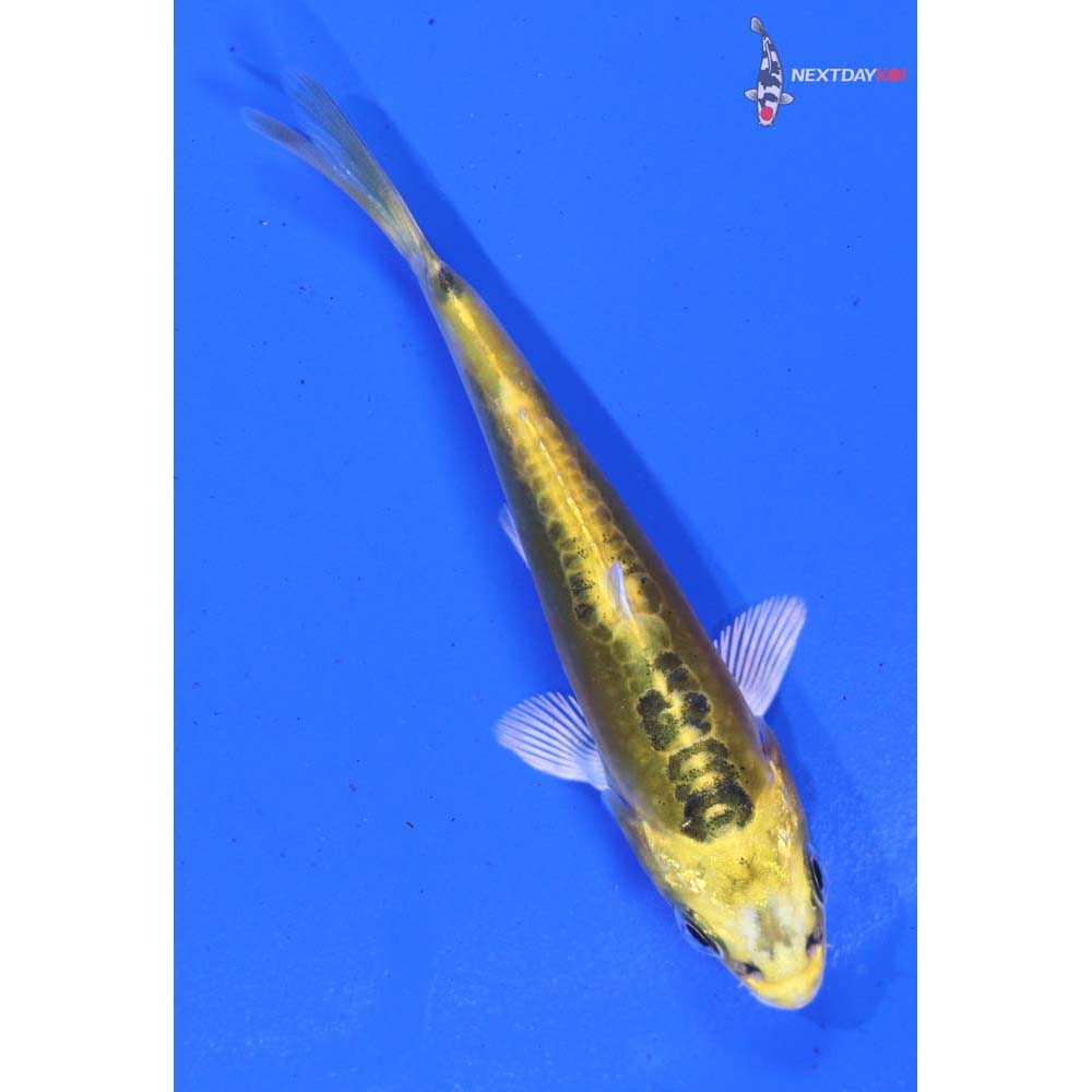 3.5” Imported Doitsu Kujaku