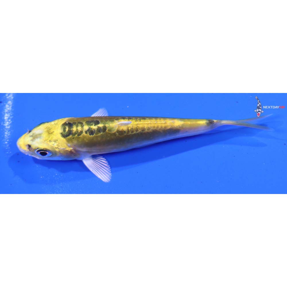 3.5” Imported Doitsu Kujaku