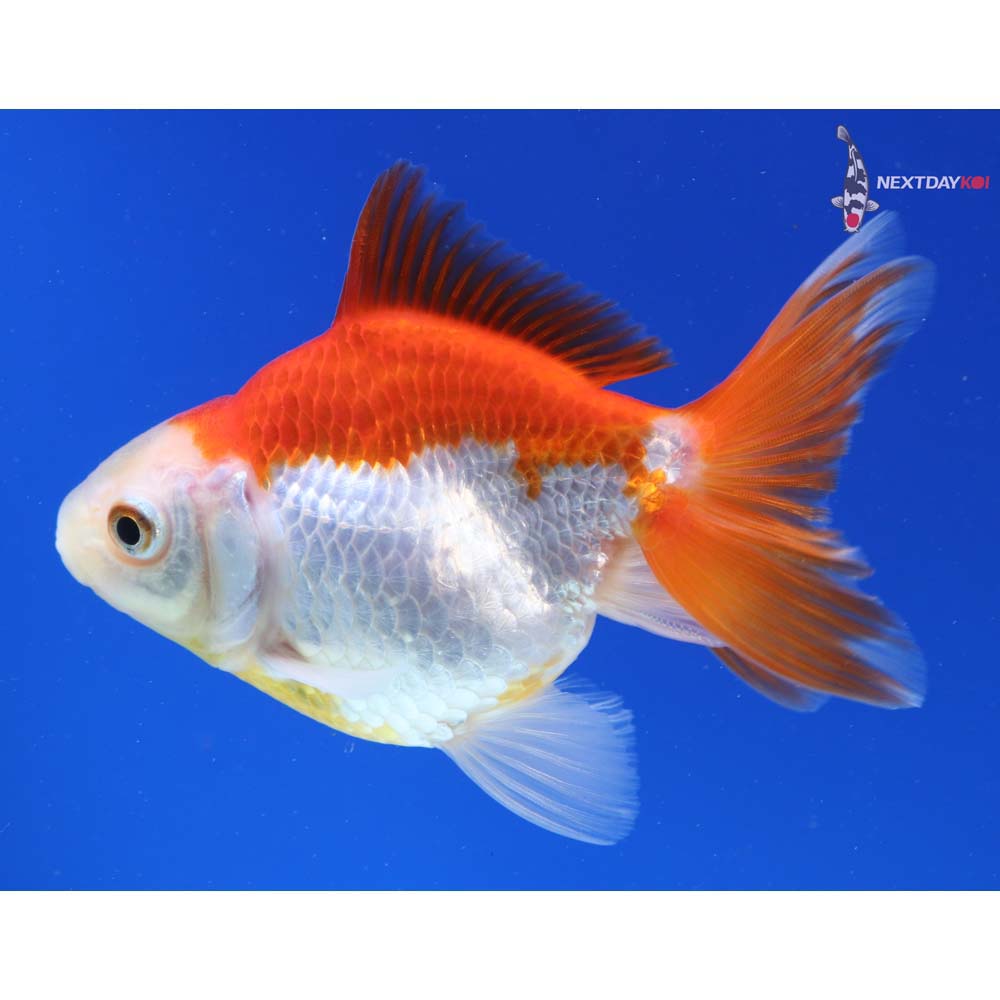 4” Imported Red and White Ryukin