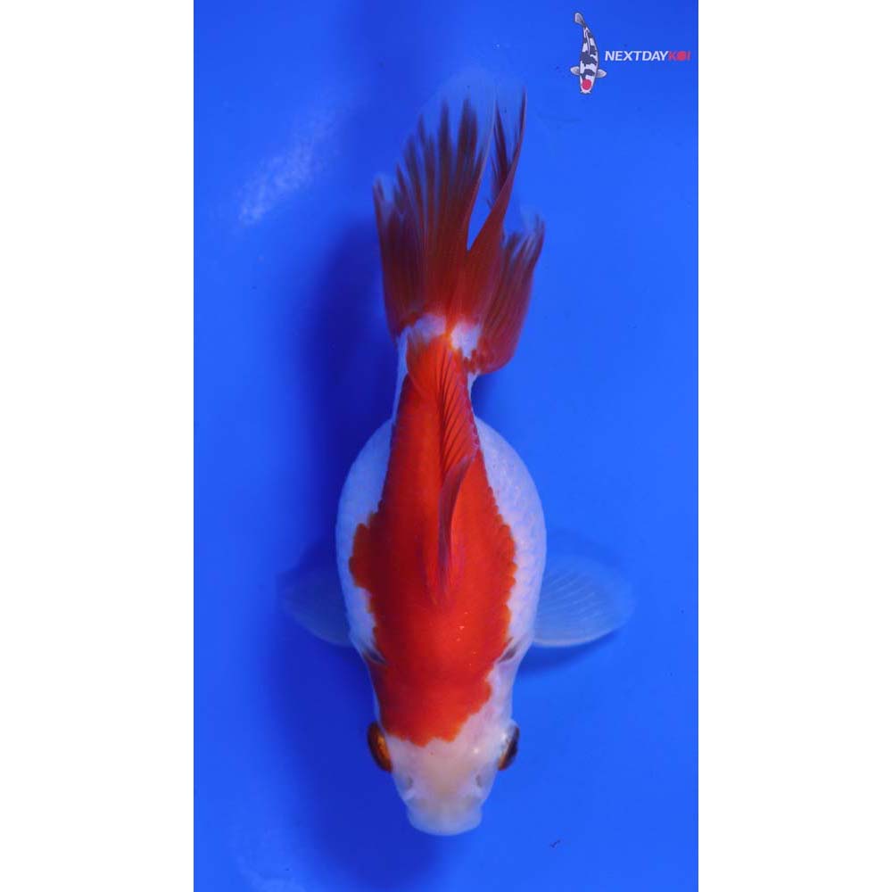 4” Imported Red and White Ryukin