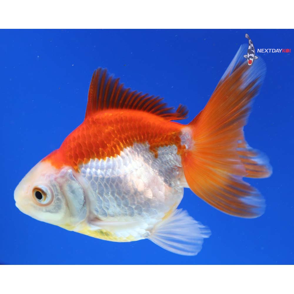 4” Imported Red and White Ryukin