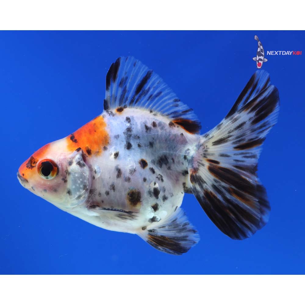3.5” Imported Male Calico Ryukin