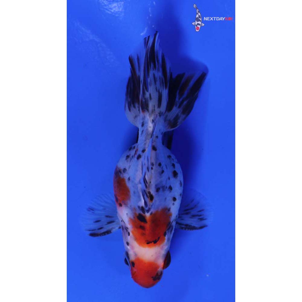 3.5” Imported Male Calico Ryukin