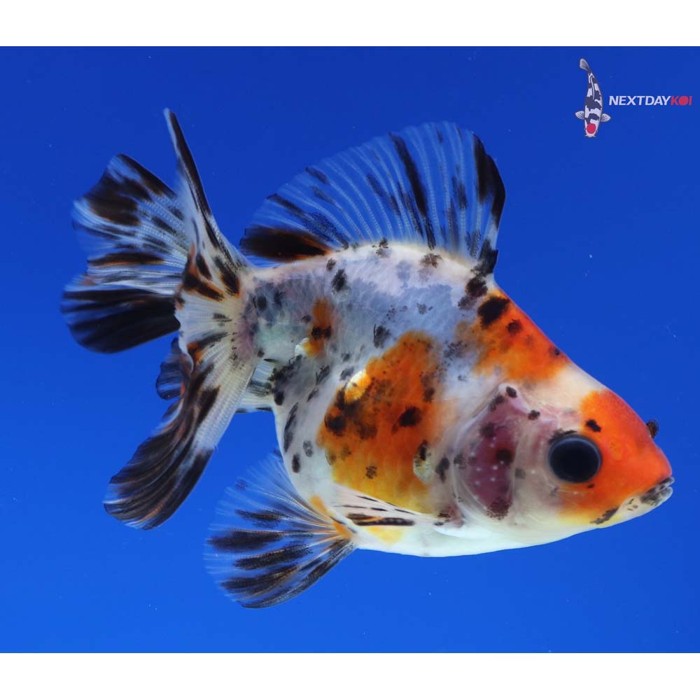 3.5” Imported Male Calico Ryukin