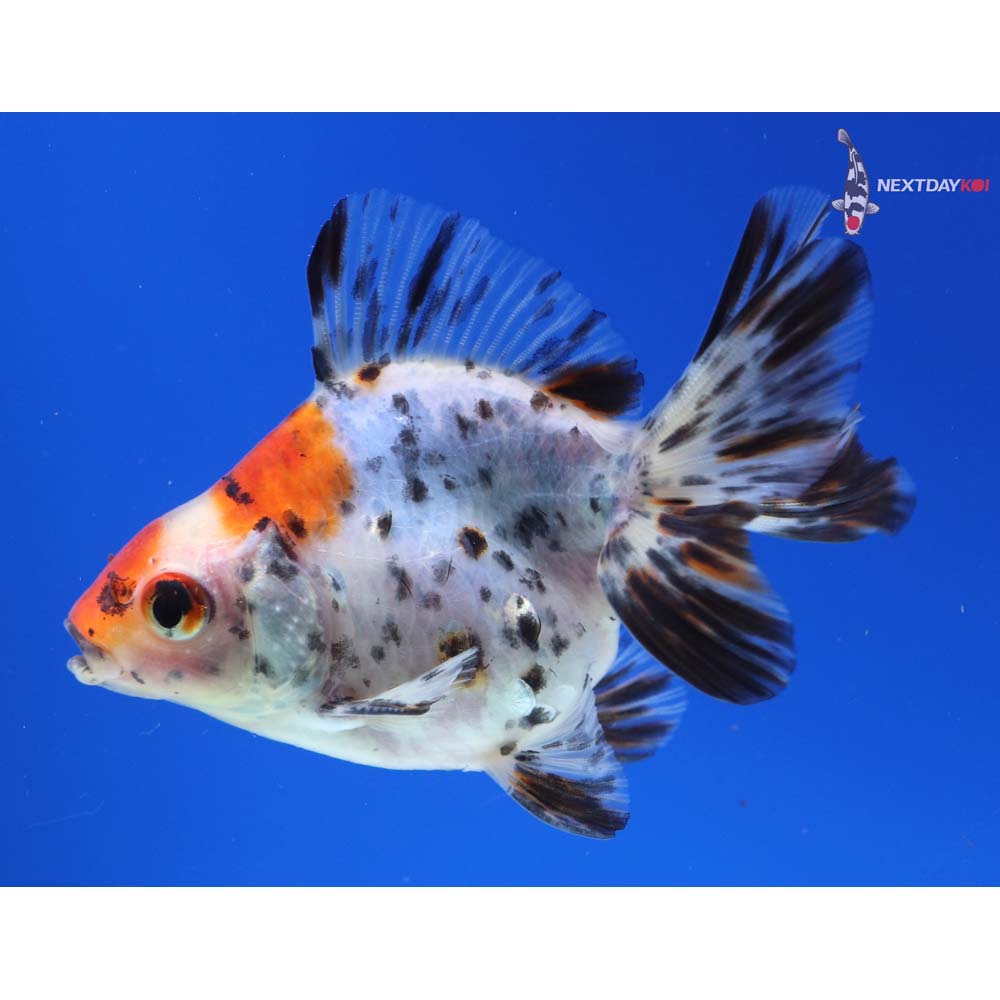 3.5” Imported Male Calico Ryukin