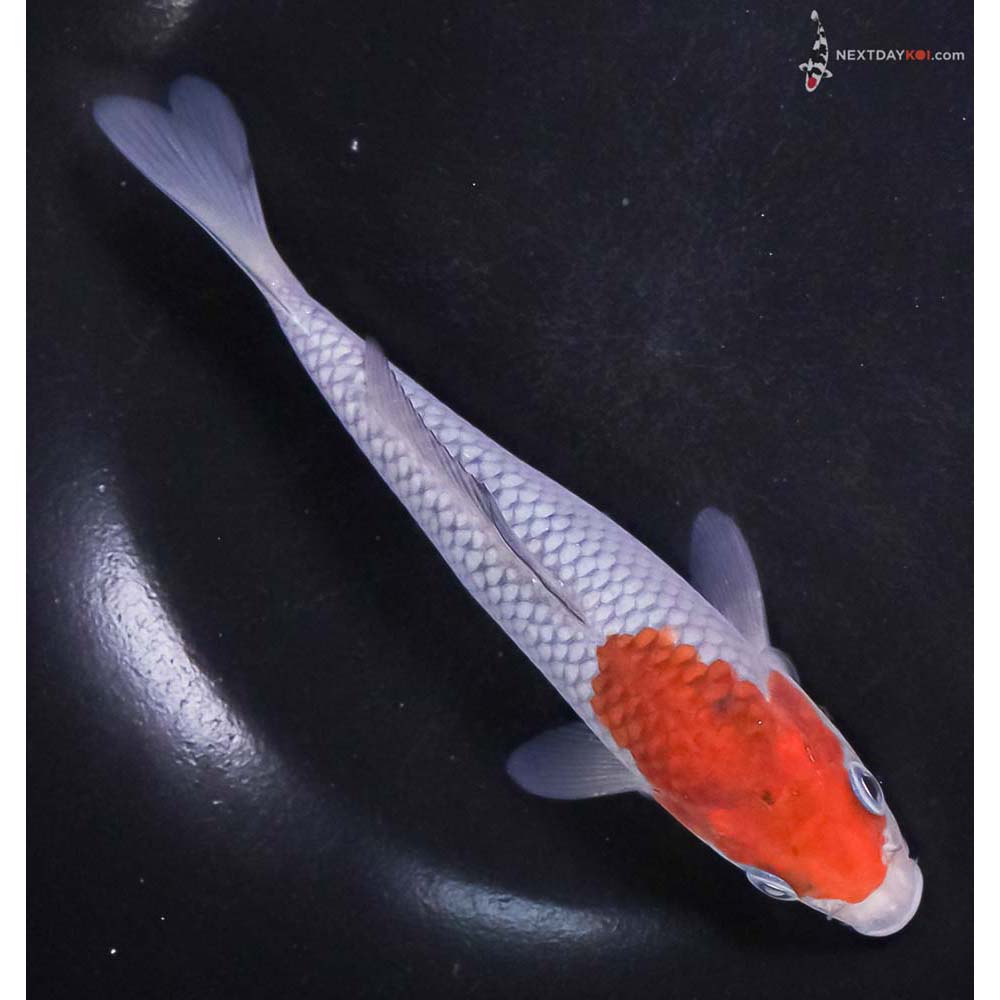 6” Imported Ochiba Shigure