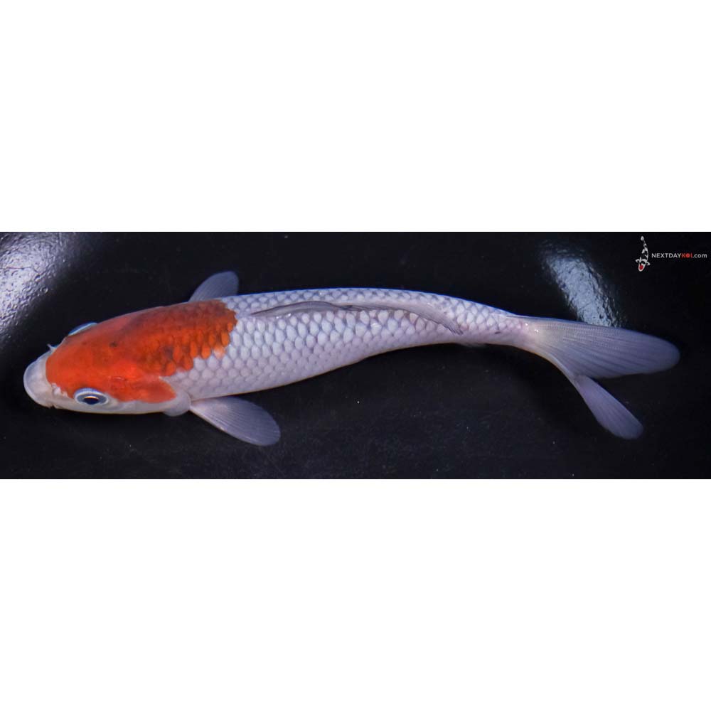 6” Imported Ochiba Shigure