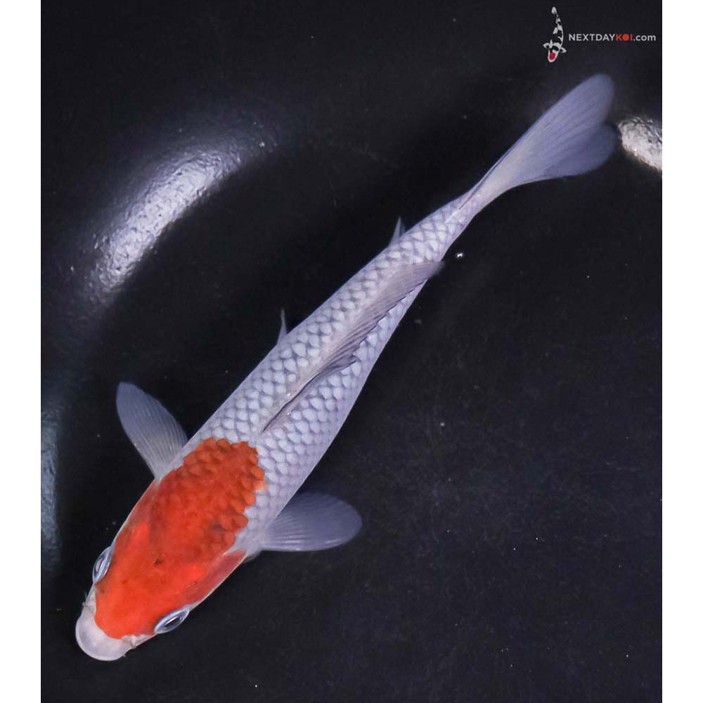 6” Imported Ochiba Shigure