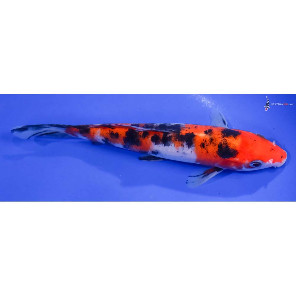 6.5” Imported Aka Sanke