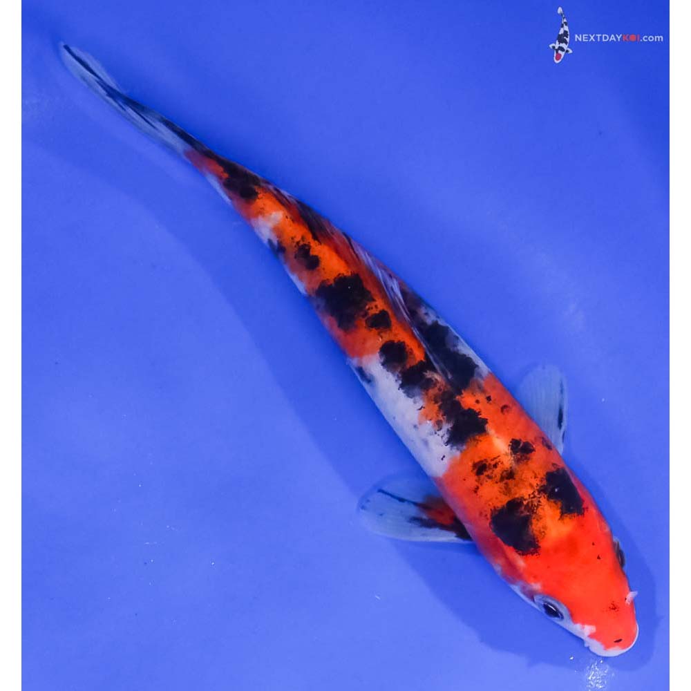 6.5” Imported Aka Sanke