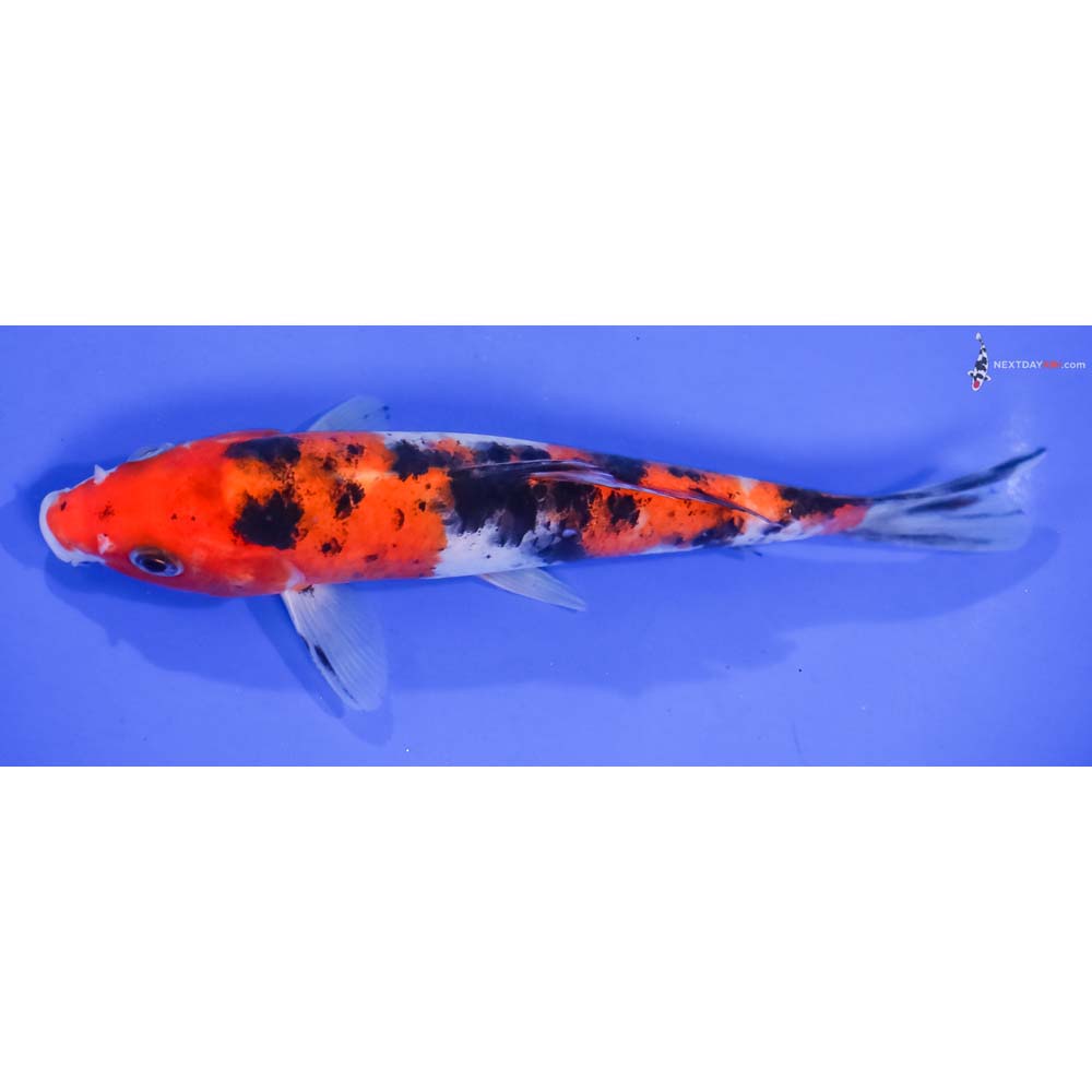 6.5” Imported Aka Sanke