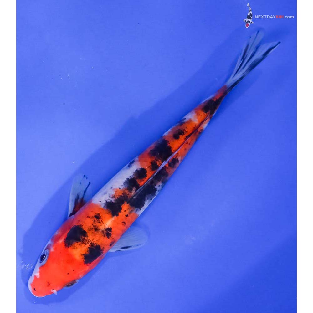 6.5” Imported Aka Sanke