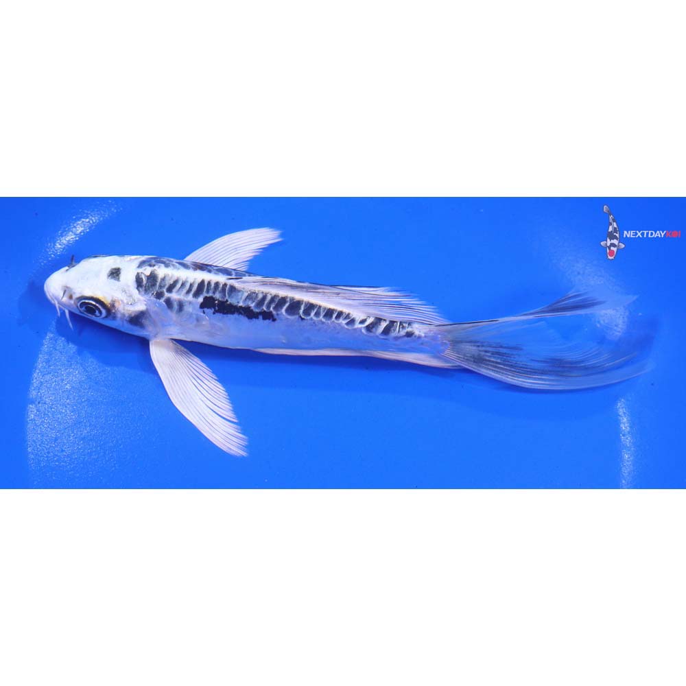 6.5” Imported Kin Kikokuryu Butterfly Koi