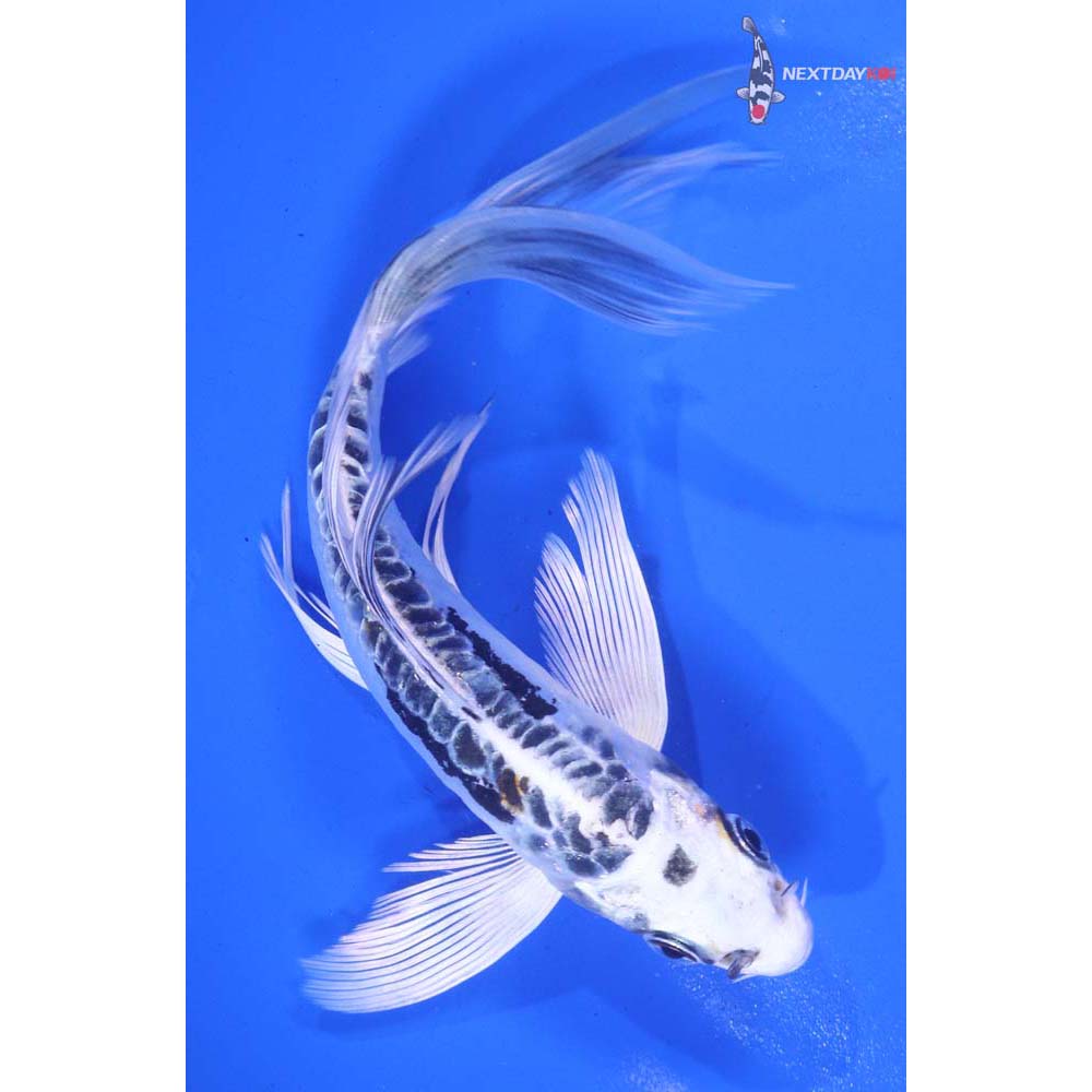 6.5” Imported Kin Kikokuryu Butterfly Koi