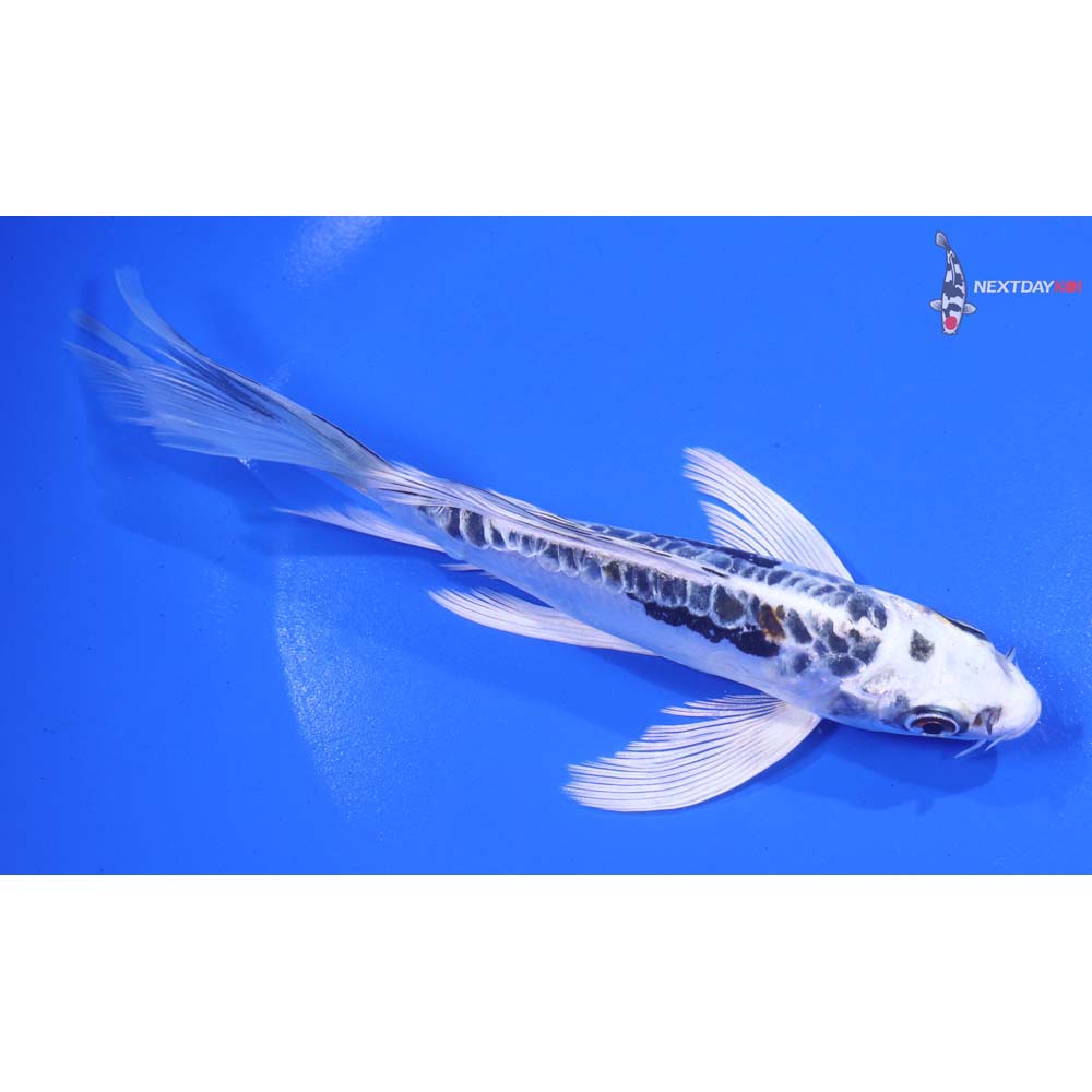 6.5” Imported Kin Kikokuryu Butterfly Koi