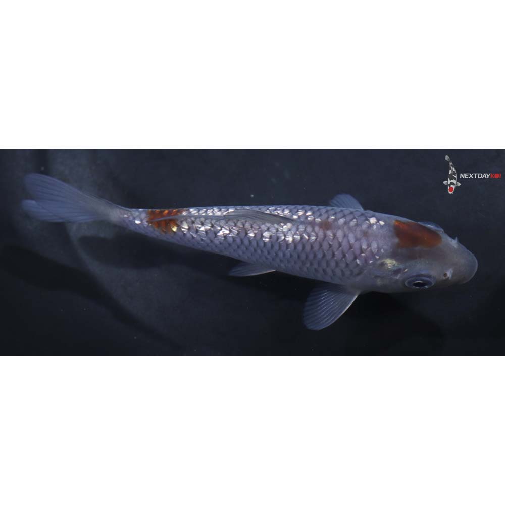 5” Imported Gin Rin Ochiba Shigure