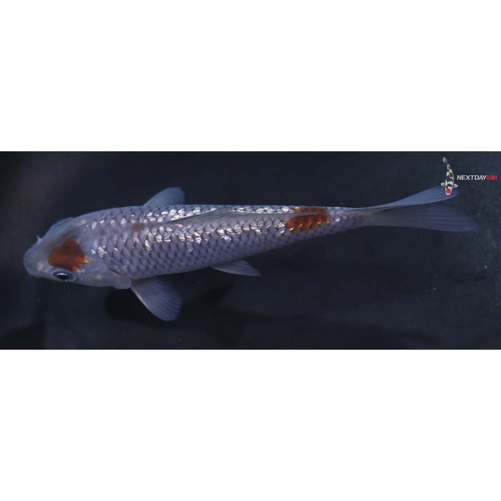 5” Imported Gin Rin Ochiba Shigure
