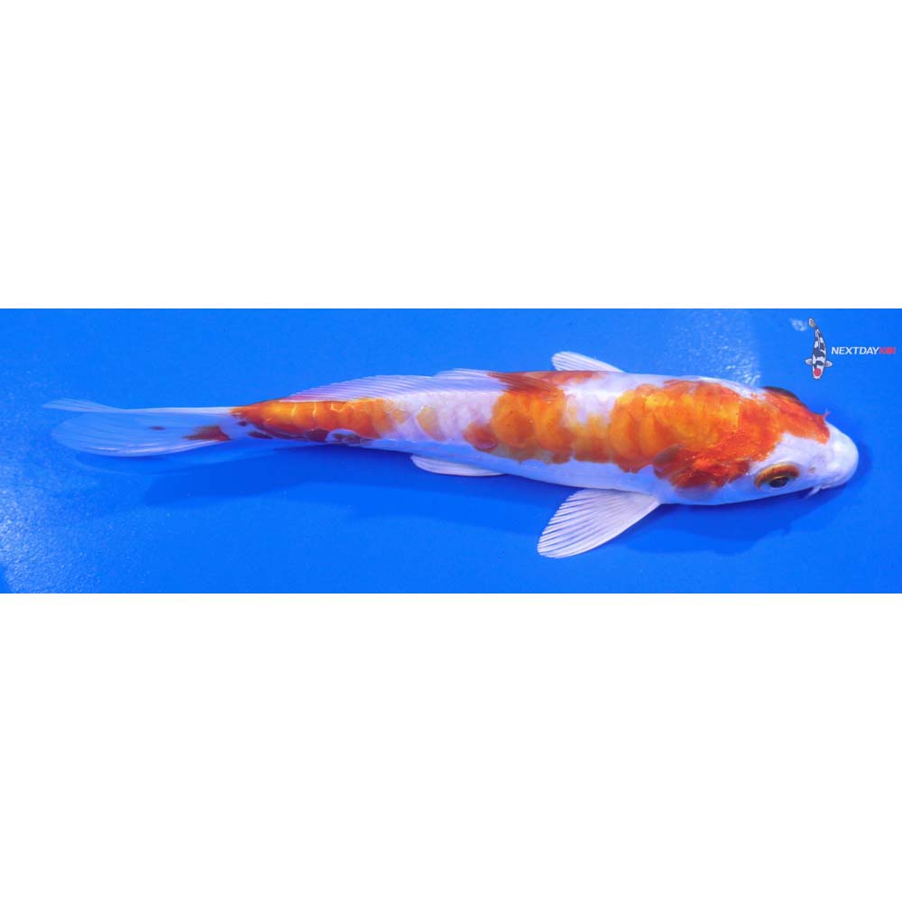 5.5” Imported Kikusui