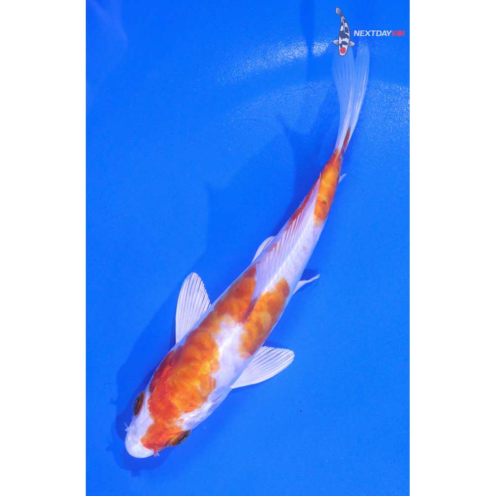 5.5” Imported Kikusui