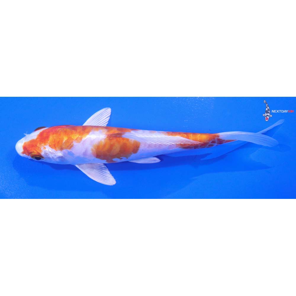 5.5” Imported Kikusui