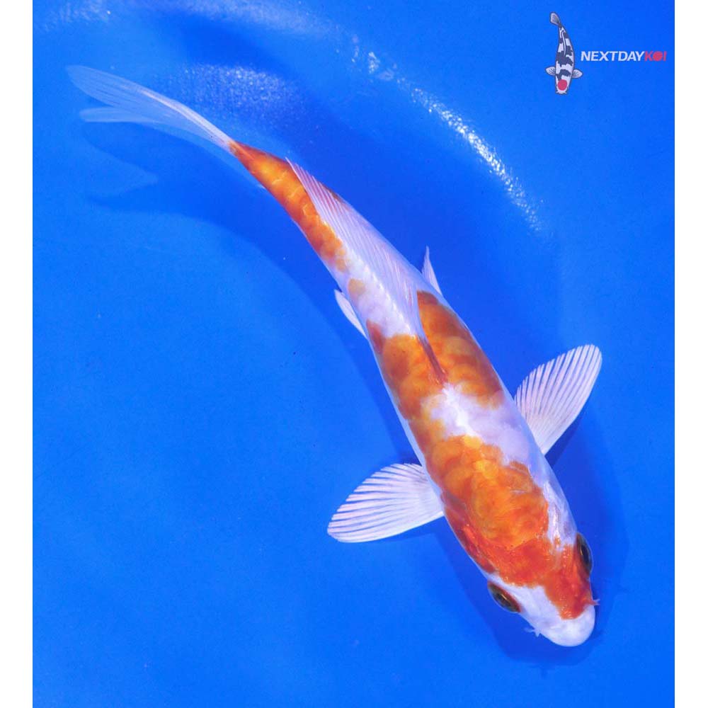 5.5” Imported Kikusui