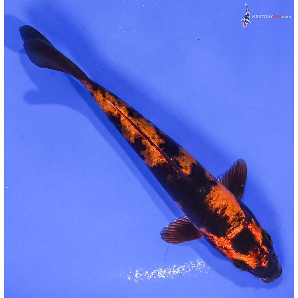 5” Imported Kin Hi Utsuri