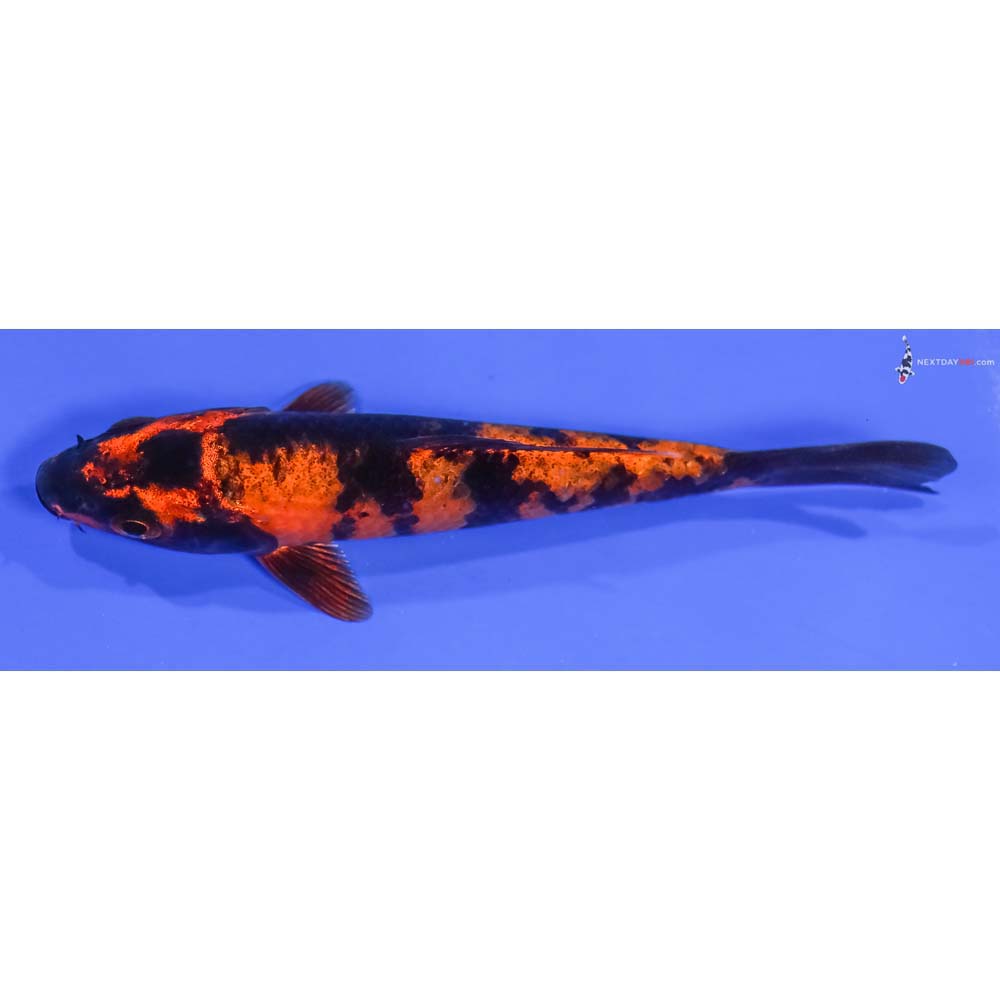 5” Imported Kin Hi Utsuri