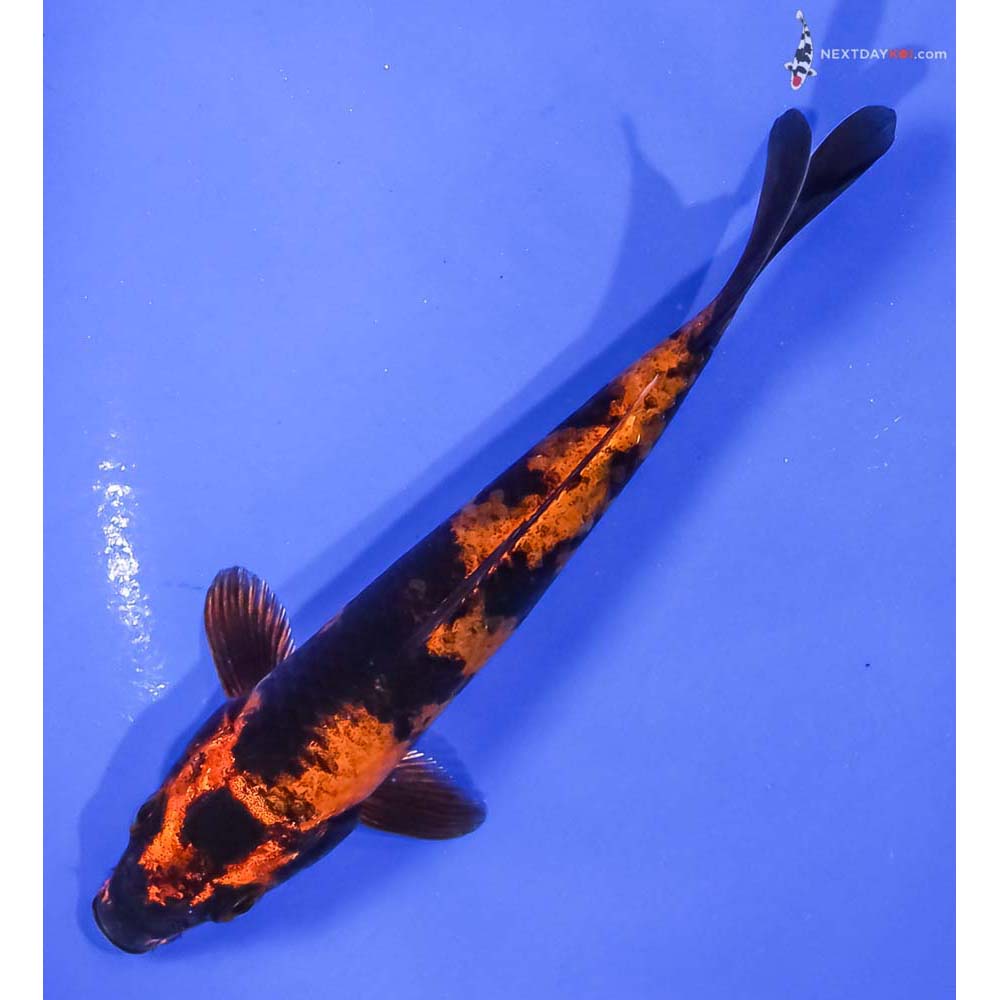 5” Imported Kin Hi Utsuri