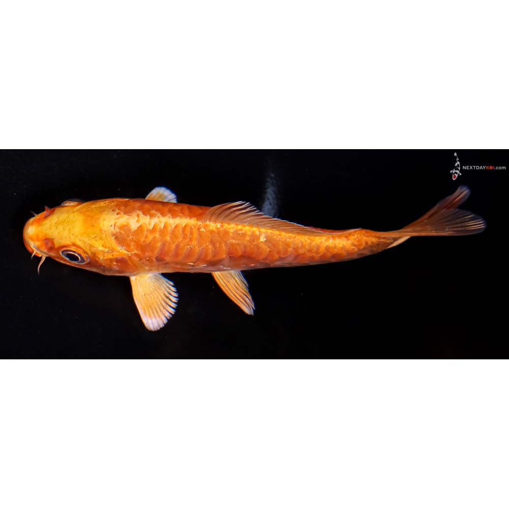 5” Imported Armor Scaled Yamabuki Ogon