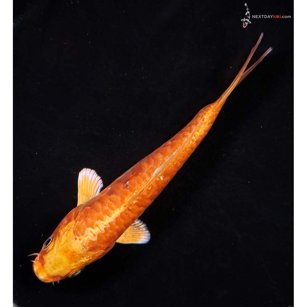 5” Imported Armor Scaled Yamabuki Ogon