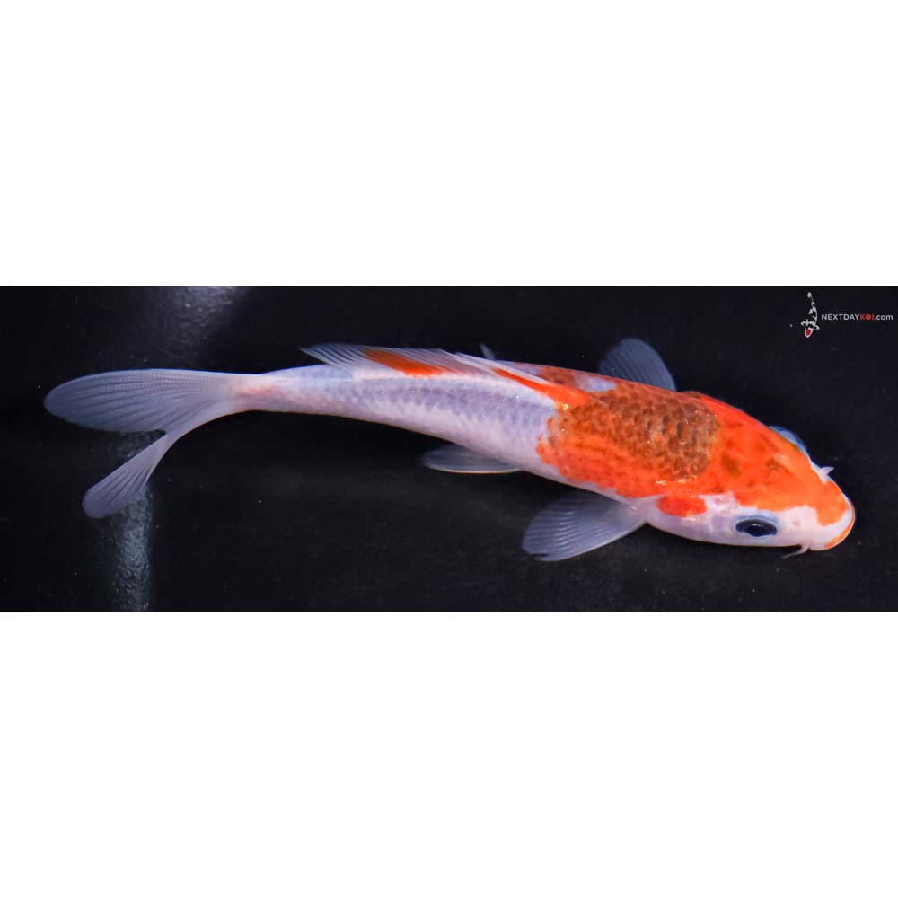 5” Imported Goromo