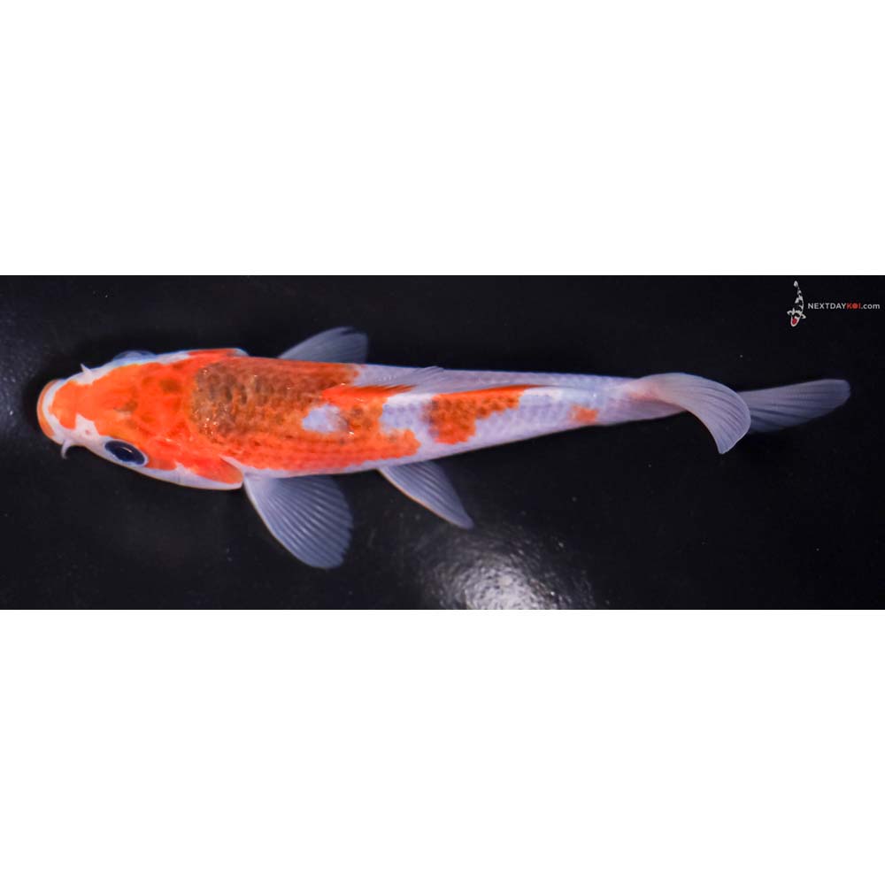 5” Imported Goromo