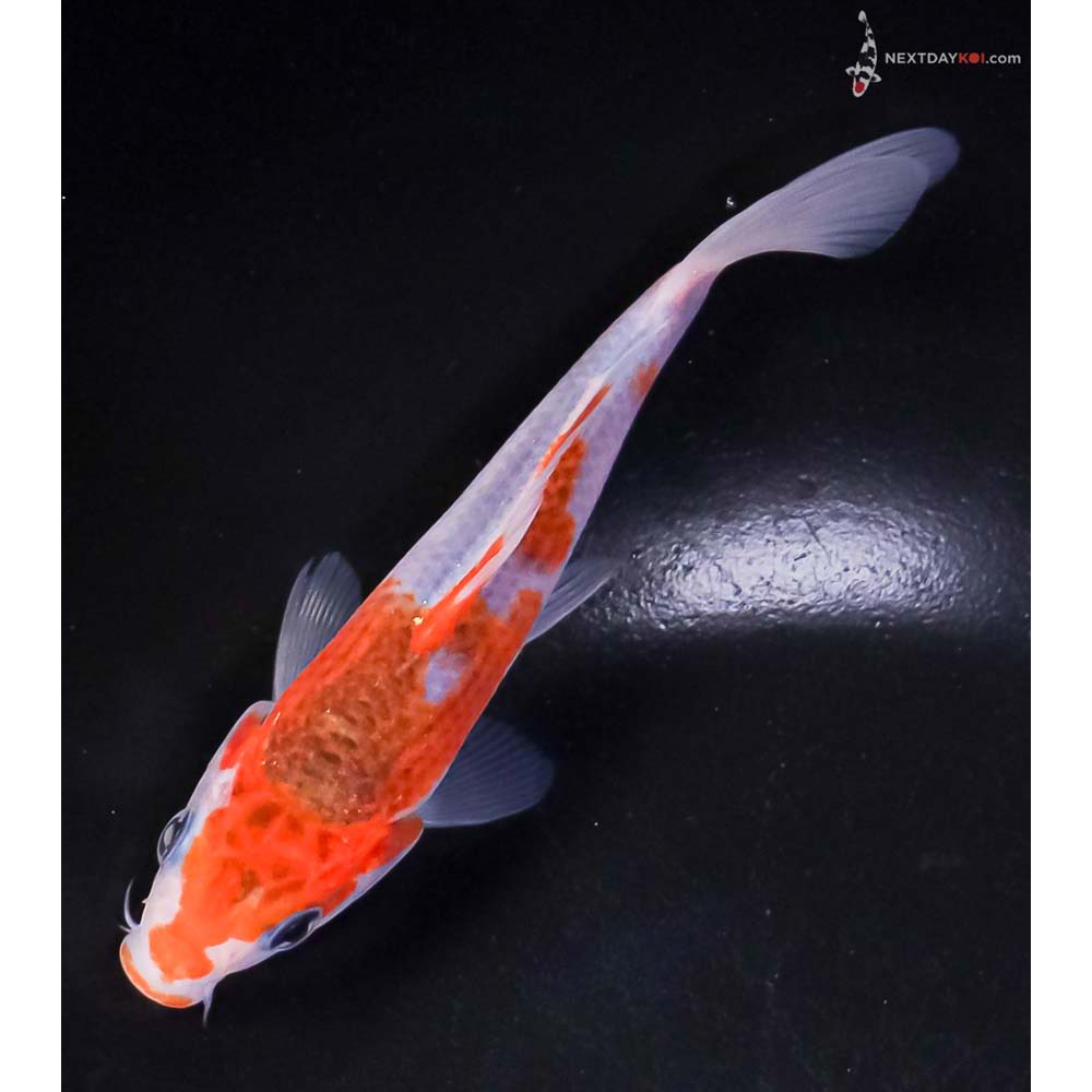 5” Imported Goromo