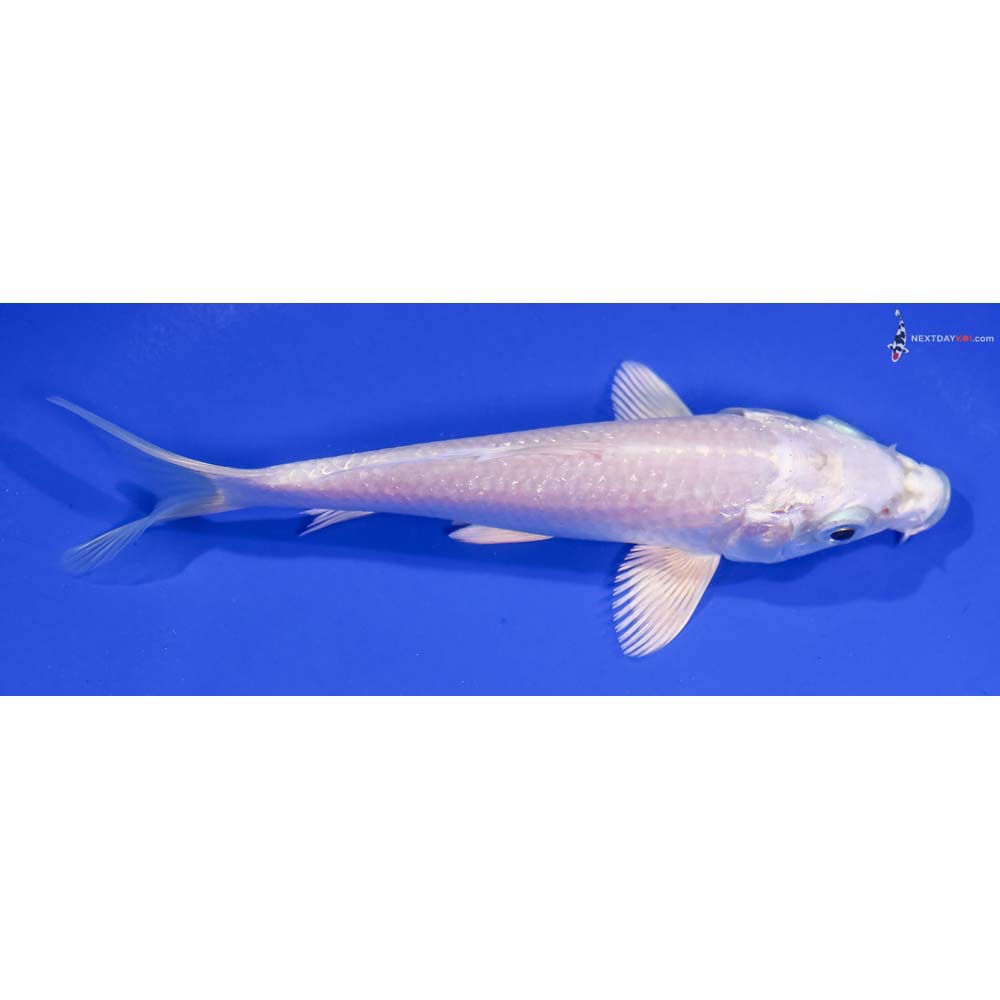 5.5” Imported Platinum Ogon