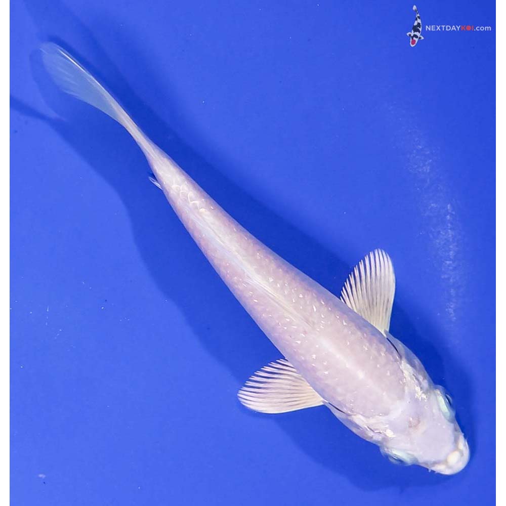 5.5” Imported Platinum Ogon