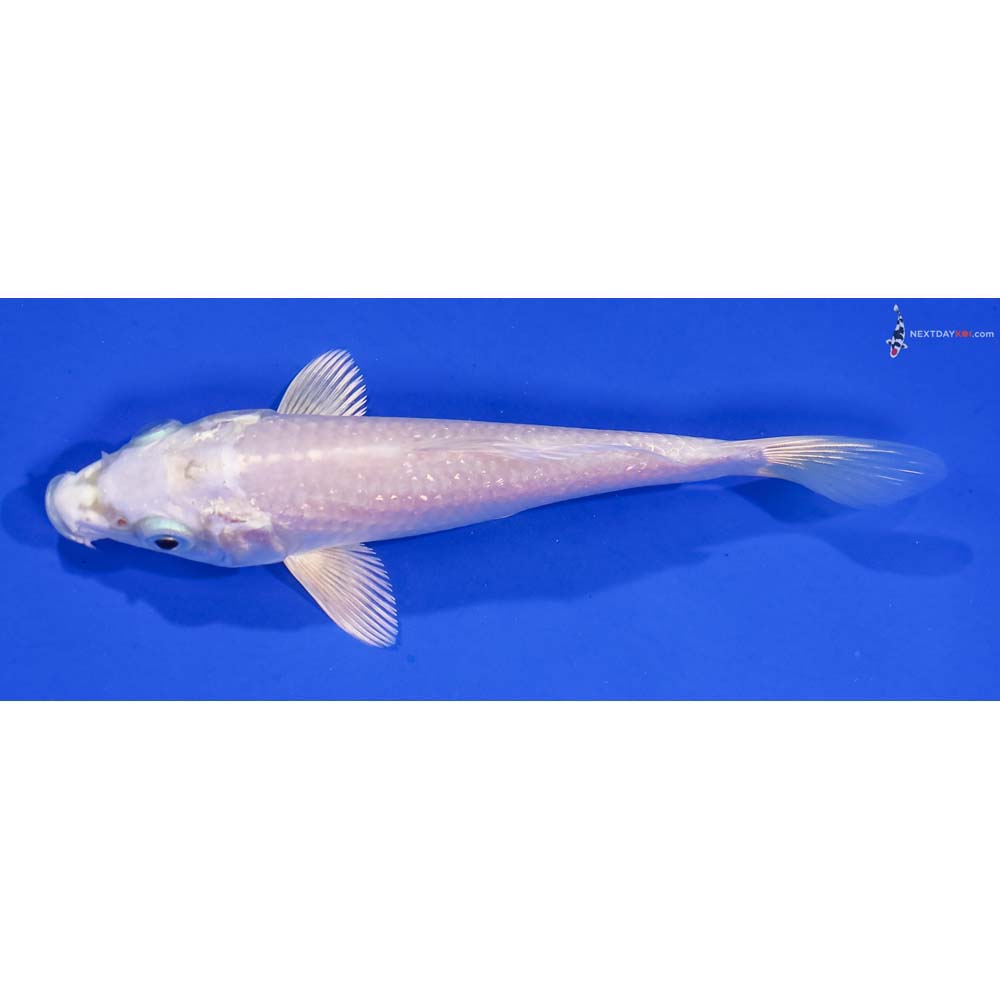 5.5” Imported Platinum Ogon