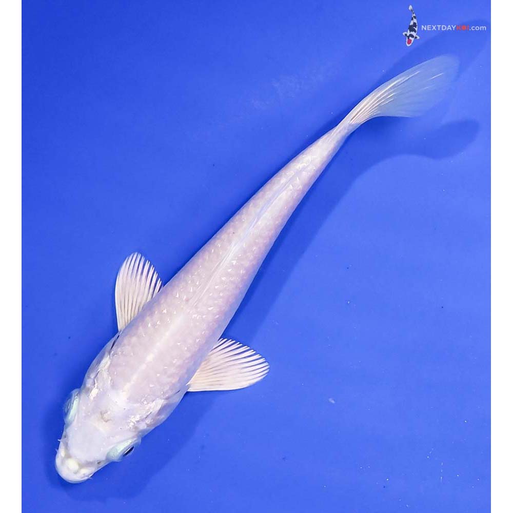 5.5” Imported Platinum Ogon