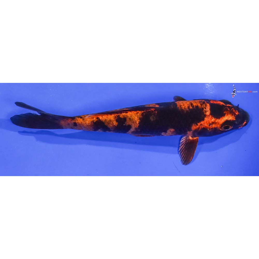 5” Imported Kin Hi Utsuri