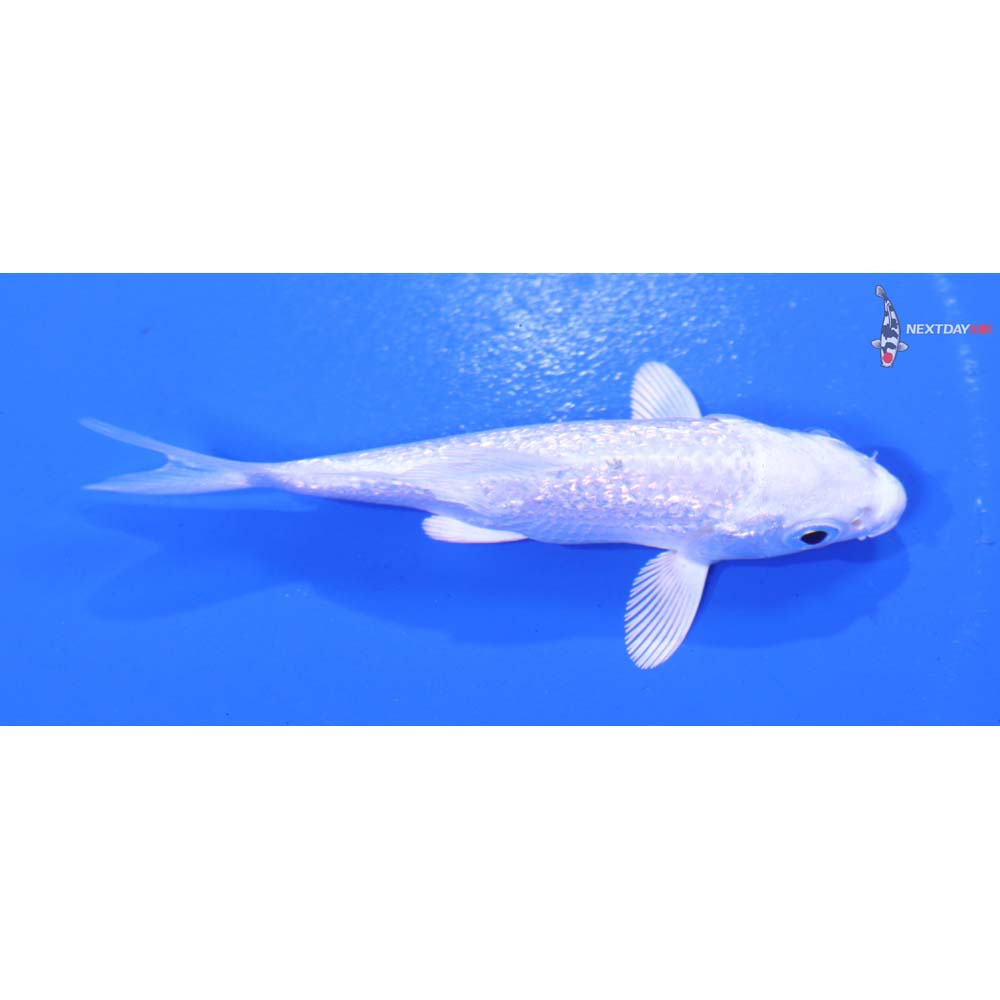 3” Imported Gin Rin Platinum Ogon