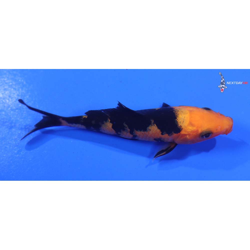 3.5” Imported Aka Bekko