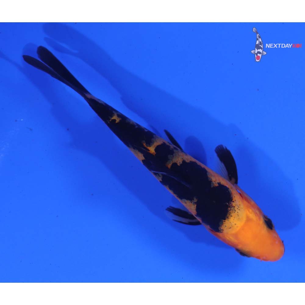 3.5” Imported Aka Bekko